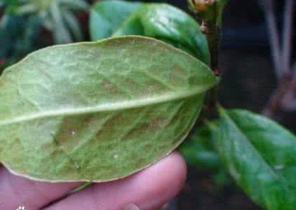 茶花病虫害图谱 茶花病虫害原色图谱 茶花养护最重要的5点,学会就不怕它病虫感染了