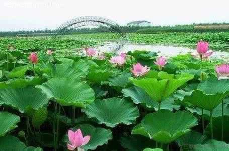 刀妹莲花之令有特效吗 莲花你了解吗？