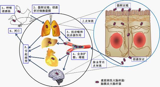 致病性大肠杆菌 什么是致病性大肠杆菌