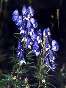 黄连为什么会被炒成“神药”，统治三高等疾病？