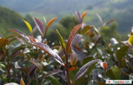 紫娟茶 紫娟茶和紫芽茶有何区别，保健功效怎么样？