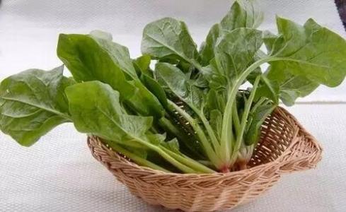 什么人不能吃菠菜 秋天的菠菜不能吃 菠菜不能与什么同吃 哪些人不能吃菠菜