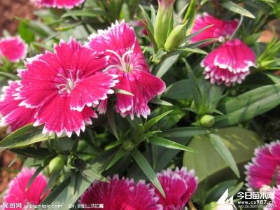 五彩石竹种子种植方法 五彩石竹什么时候播种