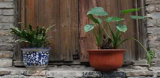 盆花 冬季居家盆花重保湿