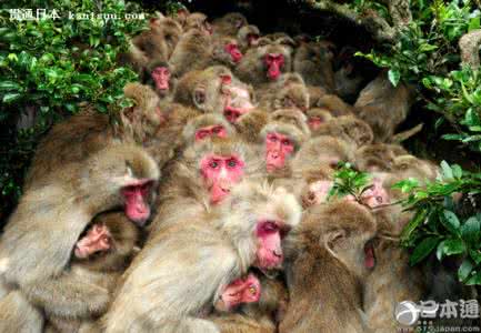 中国传到日本的文化 从中国传到日本的“猴”文化是怎样的?