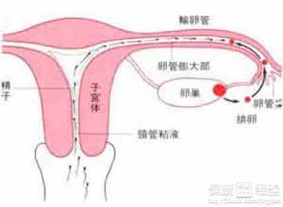 输卵管有肿块严重吗 输卵管肿块