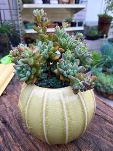 多肉植物种类 多肉植物种类 多肉类植物怎么种？
