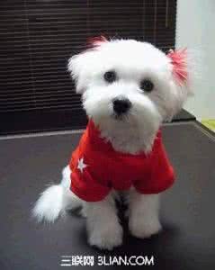 长不大的宠物狗 宠物狗长不大的原因是什么呢?