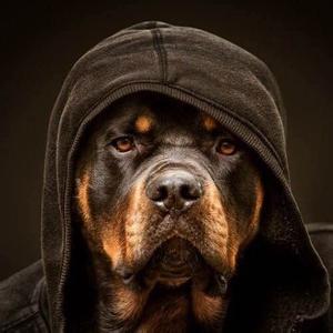 世界上最贵的车第一名 智商第一名的狗 世界上十大智商最低的狗,第一名最笨的最贵?