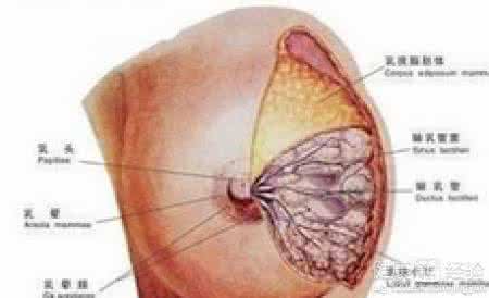 男孩乳腺增生的症状 乳腺增生的早期症状 青春期男孩竟有乳腺增生