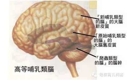 独立思考的能力 老师总批评我们没有独立思考的能力？都是小时候左右脑发展不平衡惹的祸！