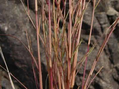 裂稃草 红裂稃草