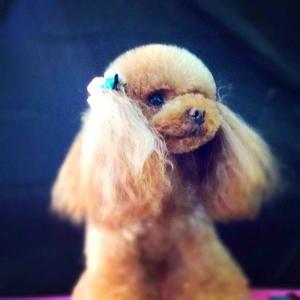 狗狗自制狗粮 自制让狗狗毛色变好的狗粮