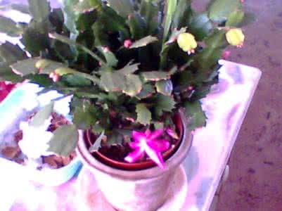 蟹爪兰一年开几次花 我的蟹爪兰一年开2次花，因为每年3月我都会和它干这件事