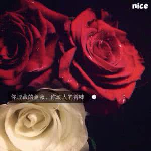 手心的蔷薇 手心的蔷薇 手心的蔷薇