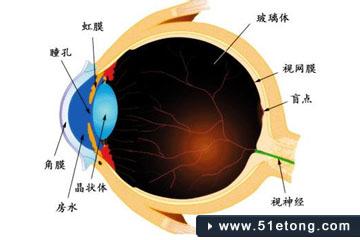 夜盲症 决明子富含维生素A可抑制夜盲症