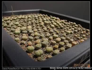 种植生石花的三个误区 浅谈0—1岁生石花的几点种植体会