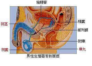 龟头干燥脱皮皱纹图片 龟头干燥皱纹怎么回事 冬天这样洗脸,不干燥没有皱纹,水水嫩嫩一整天