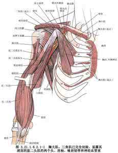 肱三头肌肌腱 肱三头肌肌腱 肱三头肌肌腱位置在哪