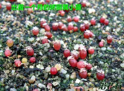 仙人球播种方法 仙人球播种温度