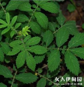 仙鹤草治疗糖尿病 仙鹤草治疗美尼尔氏病 中药仙鹤草能治哪些病？