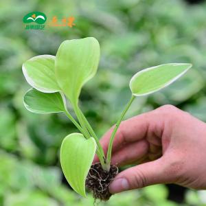 昆明哪里有卖茶花小苗 夏天里的小苗
