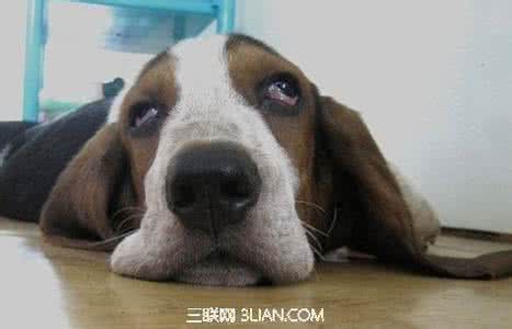 狗狗犯错 怎么教训 怎么对待犯错的狗狗