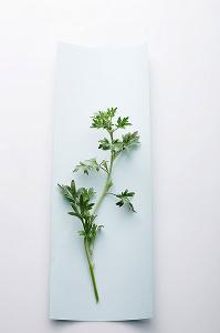 母爱好时光 母爱好时光论坛 艾蒿的妙用--(产后风和湿疹)|贝因美 妈妈育儿经|母爱好时光 - 龙广在线论坛 - p...