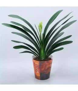 君子兰什么时候开花 君子兰什么时候开花 花友养君子兰的秘诀，随便养就能开花不断？