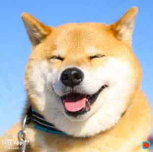 不养柴犬的理由 16个不能养柴犬的理由 如何选狗