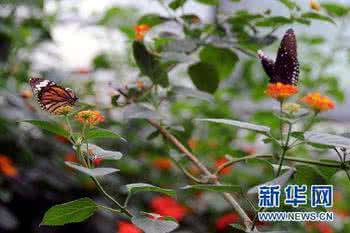 蝴蝶刺绣 DIY翩翩飞舞的蝴蝶立体刺绣