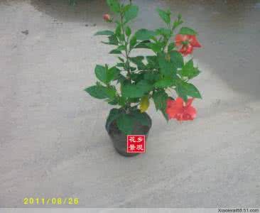 朱槿花精灵王扶桑 盆栽扶桑(朱槿花)的繁殖方法