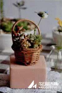 水苔种多肉植物的利弊 【园艺】多肉植物的水苔栽培方法