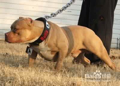 比特犬训练力量视频 比特犬训练视频 比特犬的力量训练