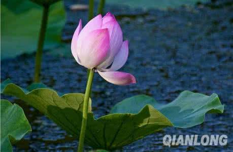 有一种爱过后才懂作文 深深爱过后，留下的是一份释然