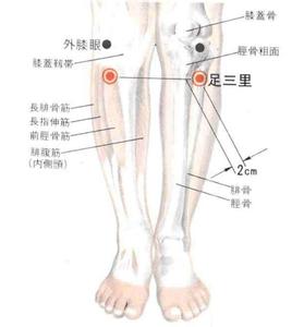 足三里的准确位置图 足三里位置图