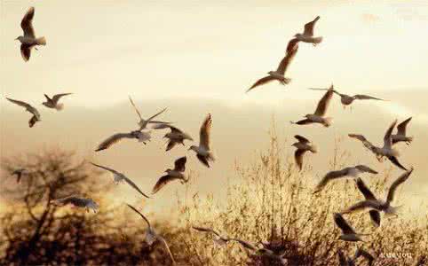 ps如何制作剪影效果 如何制作令人惊叹的剪影效果