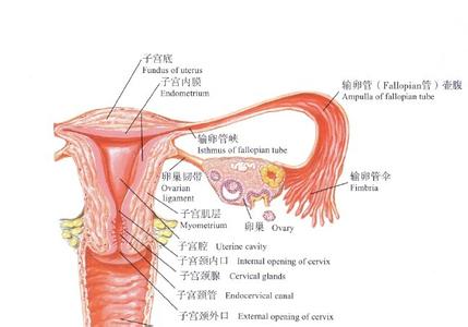 输卵管积水治疗方法 输卵管积水治疗方法 输卵管积水的治疗方法
