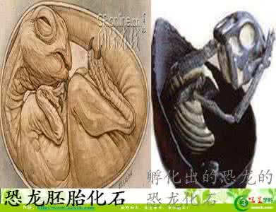 活化石 活化石 33_活化石