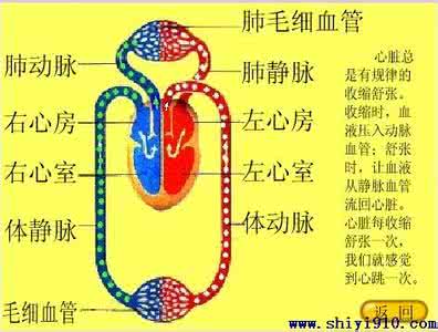 怎样改善血液循环 怎样才能帮助改善血液循环？