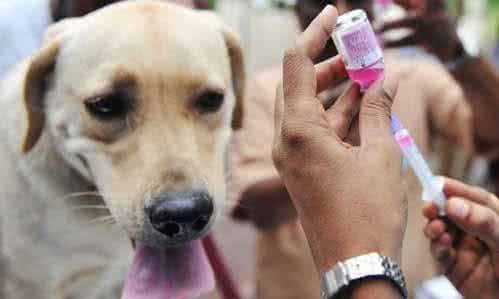 没有狂犬病的狗咬人 没有狂犬病的狗咬人 被狗咬了怎么预防狂犬病~？