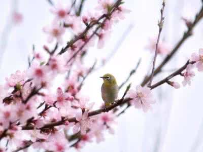 春天鸟语花香的诗句 飞鸟诗十八首：鸟语花香 只待春来