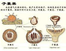 核菌纲和卵菌纲 核菌纲