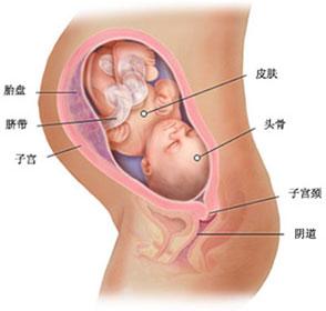 孕期玩手机致胎儿畸形 孕期玩手机致胎儿畸形 孕期吃10种肉类会伤害胎儿