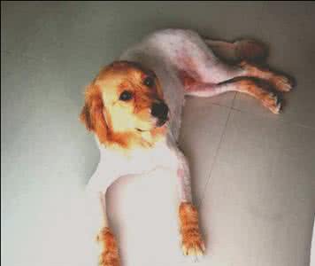 乳房的结构与生理知识 宠物狗生理知识之母犬发情