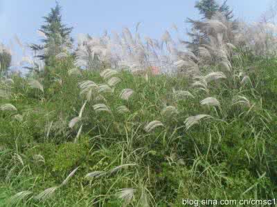 那对姐妹芦苇恋爱生肉 愿生 如芦苇