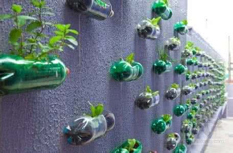 室内塑料瓶种菜巧利用 塑料瓶稍加改造巧利用