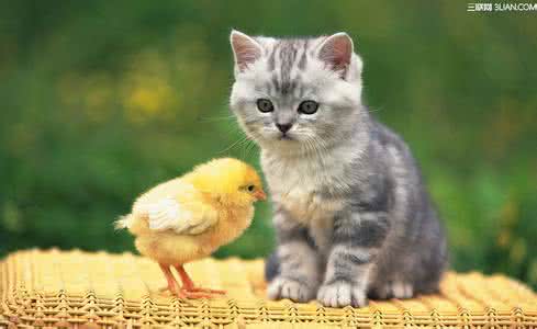 猫咪绝育的坏处 给猫咪绝育的好处