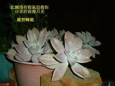 尿酸多高会引起痛风 石莲花的药用价值(治肝病、尿酸、痛风)
