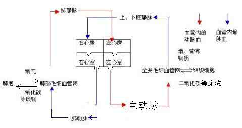 深静脉血栓要怎样治疗 静脉血怎样流动？